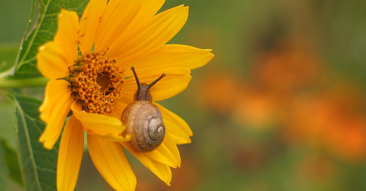 A snail perched on a vibrant yellow sunflower in an Italian garden setting.